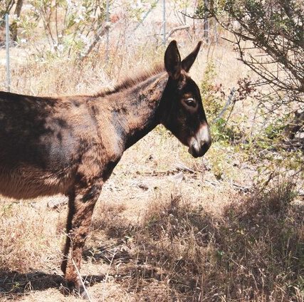 closeup-tiro-de-um-burro-fofo-parado-na-grama-seca-do-campo_181624-13739