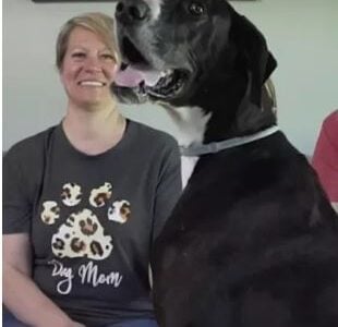 Cão mais alto do mundo, Kevin