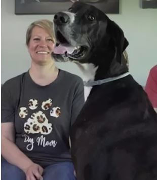 Cão mais alto do mundo, Kevin