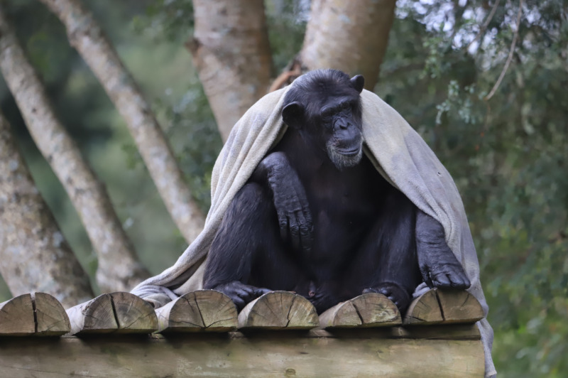 macaco