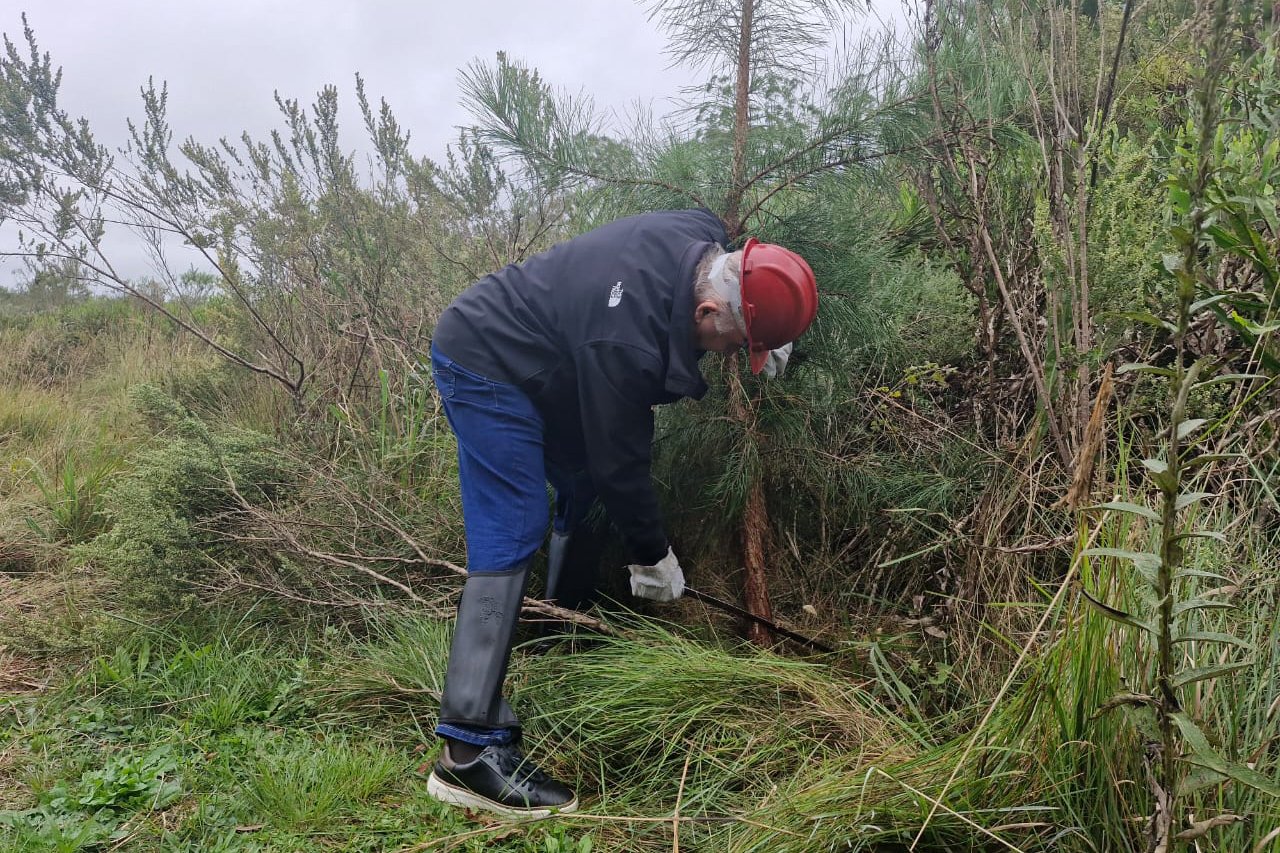 pinus