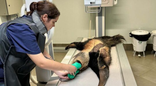 tamandua_2_iat