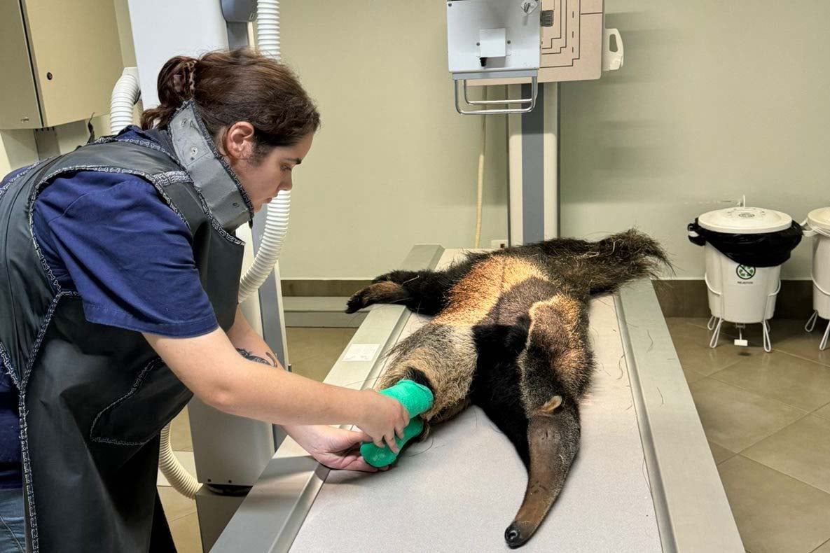 tamandua_2_iat
