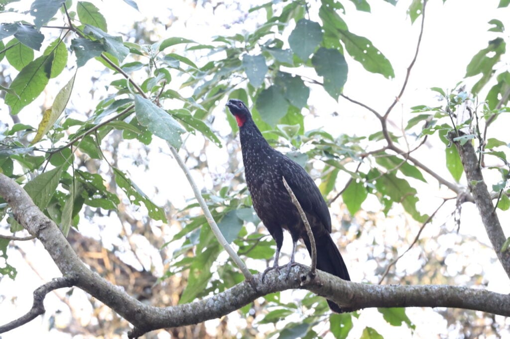 CIDADES-AVES-FRANKLIN-4