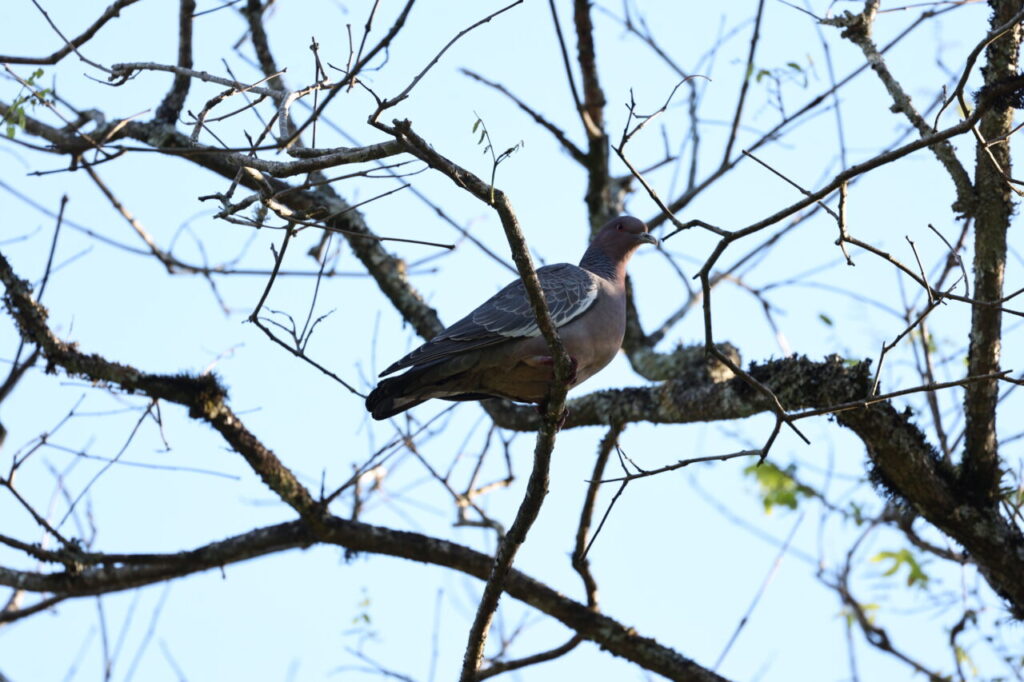 CIDADES-AVES-FRANKLIN-5