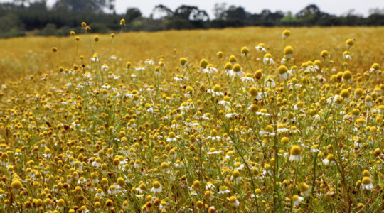 campos de camomila