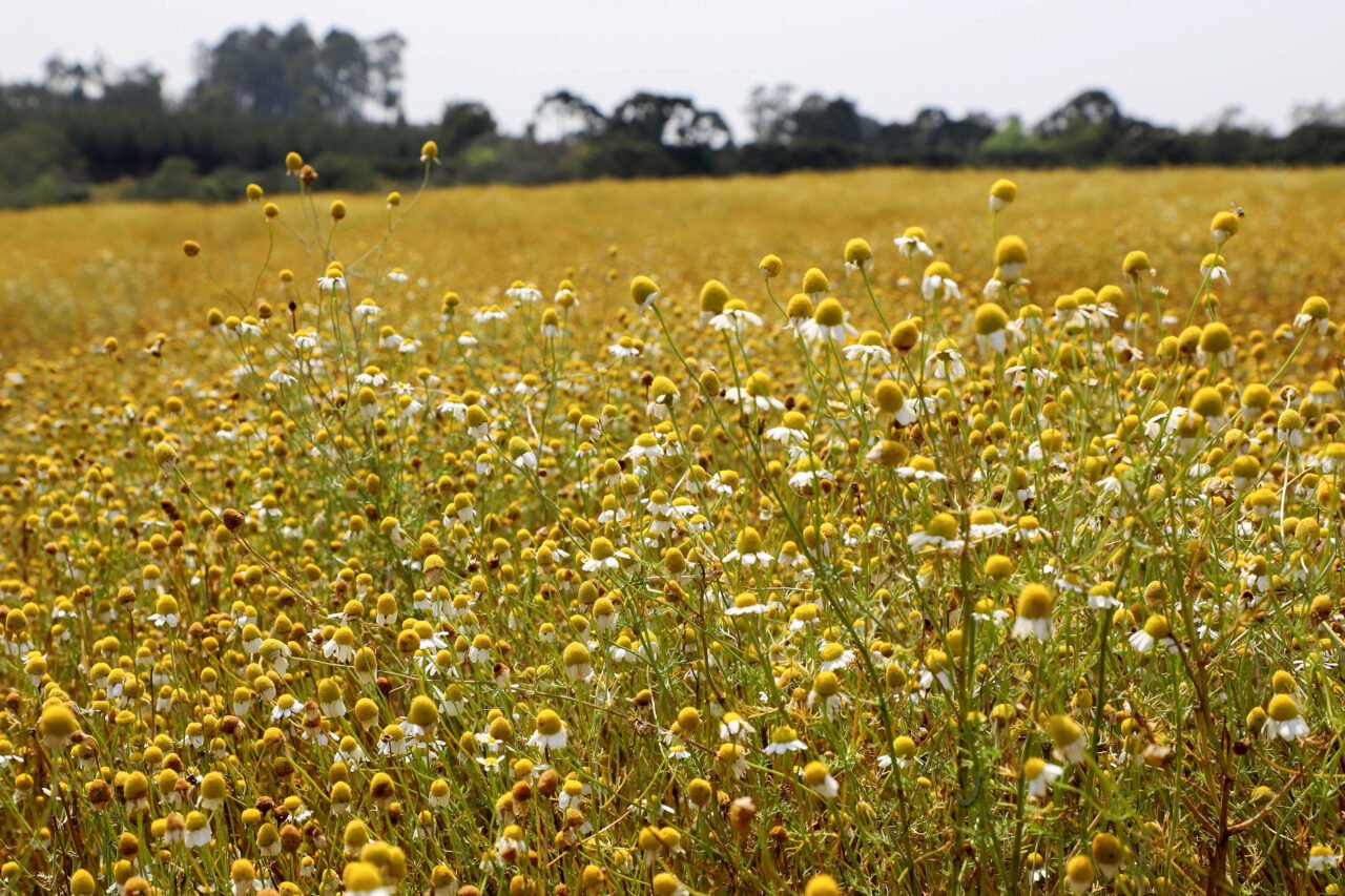 campos de camomila