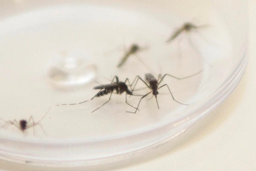 dengue