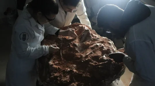 fossil de dino