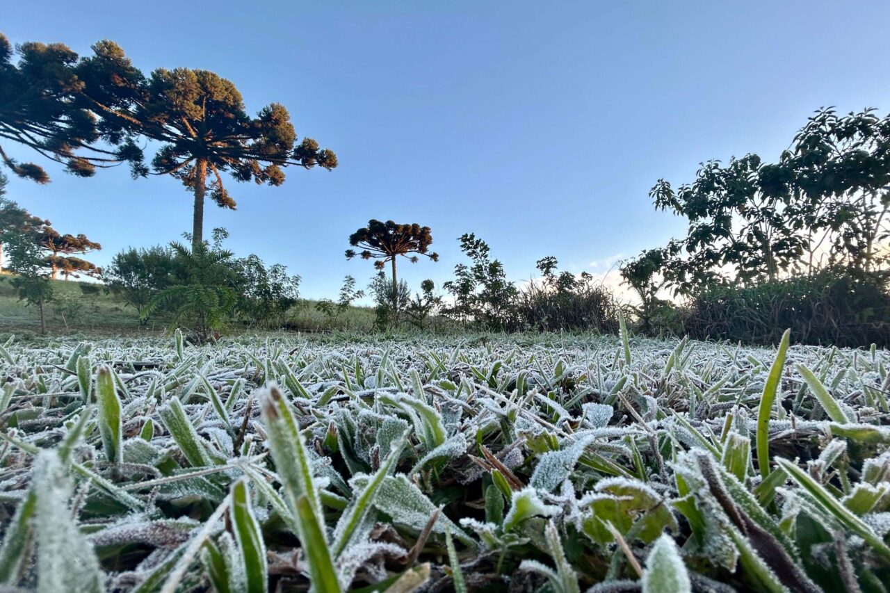 geada no parana