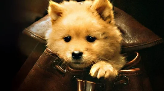 hachiko para sempre