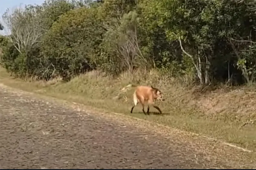 lobo guara