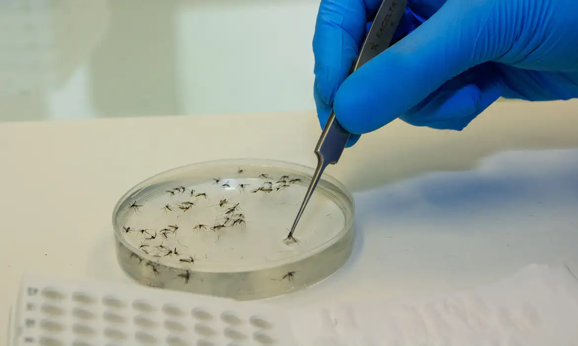 mosquitos_com_wolbachia3