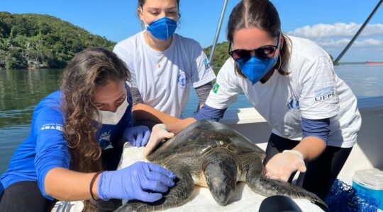 tartaruga marinha lec ufpr