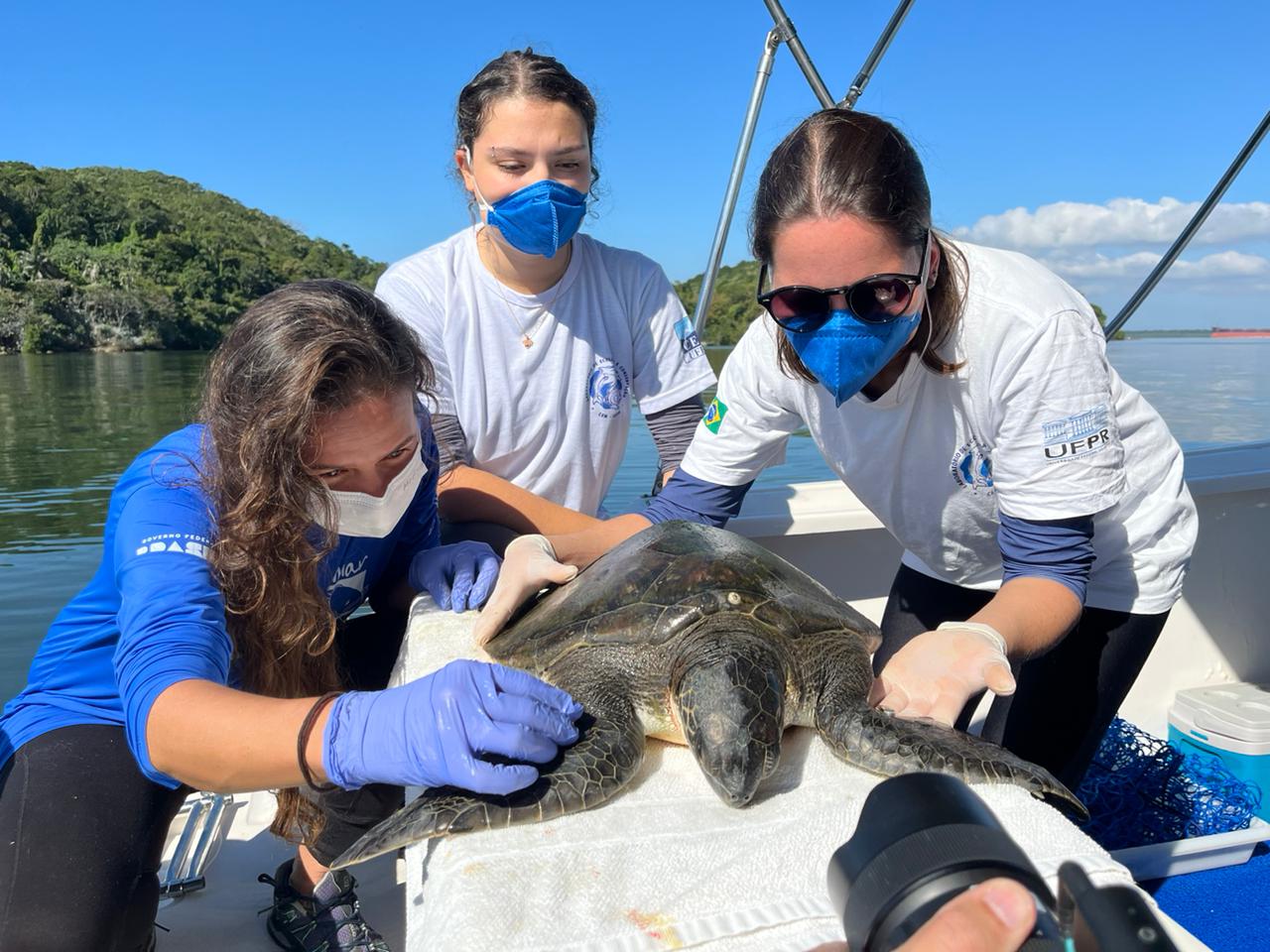 tartaruga marinha lec ufpr