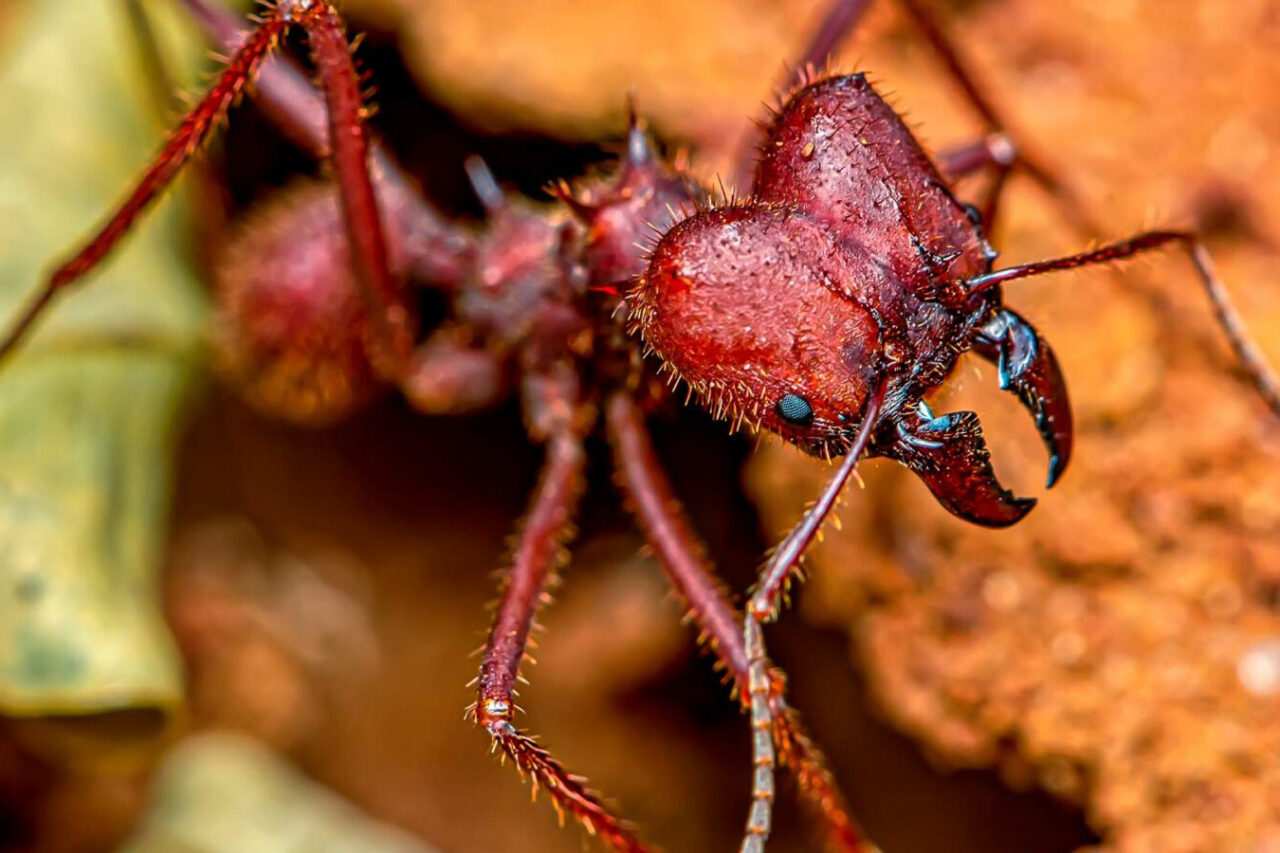 formiga-cortadeira-1600×900