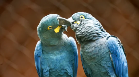arara-azul-de-lear_12_0