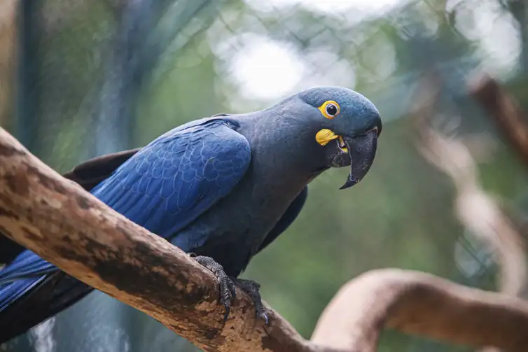 Paulo Pinto/Agência Brasil São Paulo (SP) 18/09/2024 - Zoológico de São Paulo, conseguiu reproduzir em cativeiro a espécie em extinção da Arara Azul de Lear. Foto: Paulo Pinto/Agência Brasil