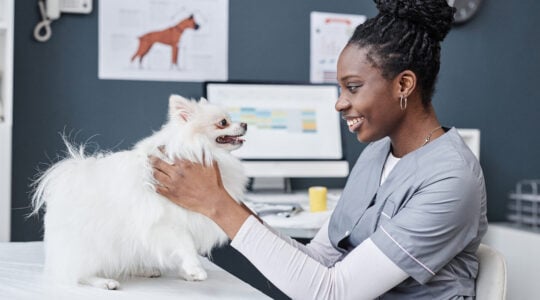 Vet Doctor Examining Sick Animal