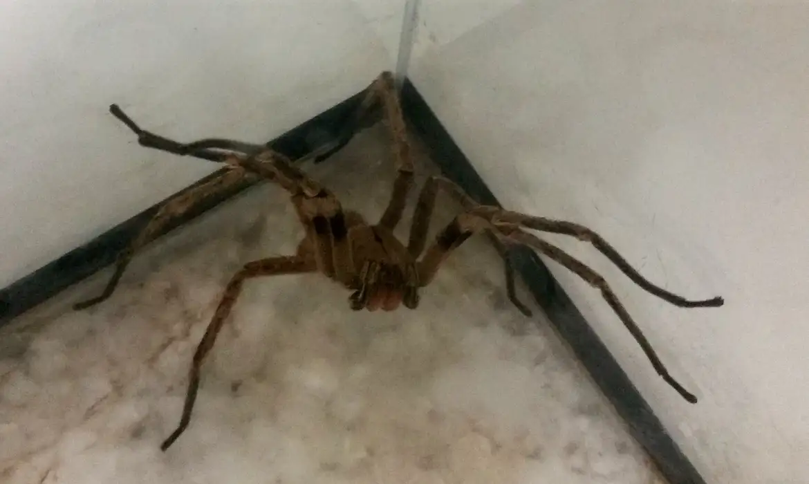 aranha marrom