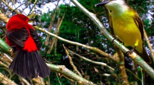 aves grande reserva spvs