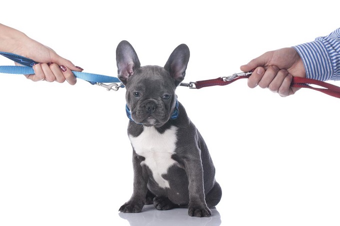 cachorro–1-