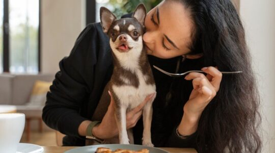 cachorro-chihuahua-adoravel-com-dona-do-sexo-feminino_23-2149880088