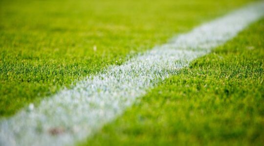 grass-2616911_1920