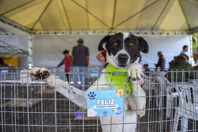 pets amigo bicho