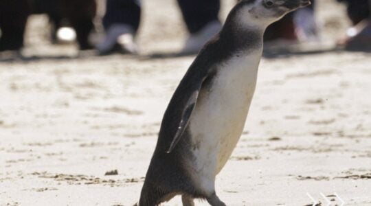 piguin