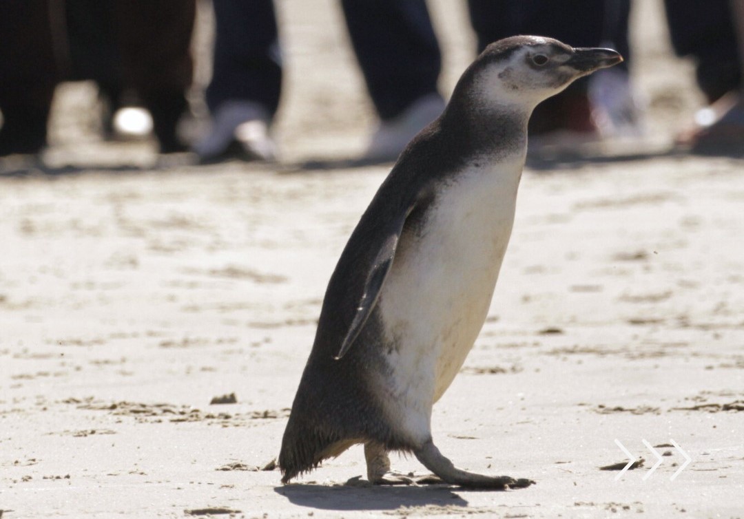 piguin