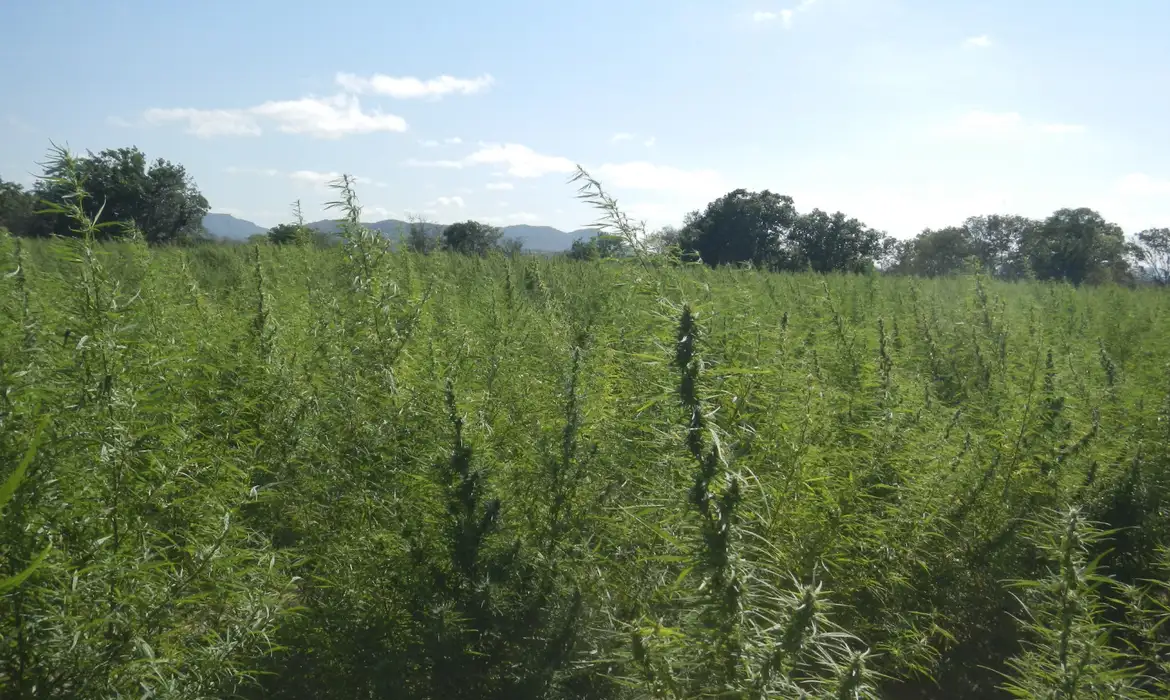 16cannabis pf