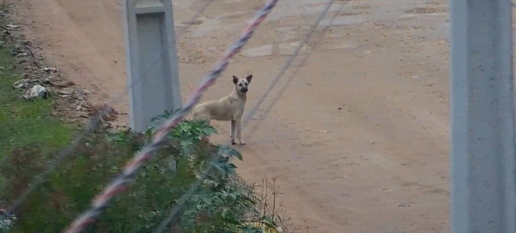 Cão abandonado em São José dos Pinhais