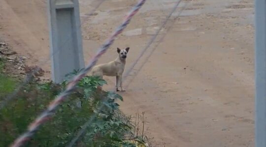 Cão abandonado em São José dos Pinhais
