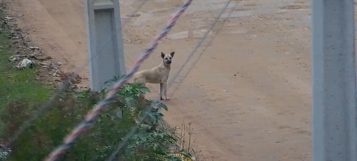 Cão abandonado em São José dos Pinhais