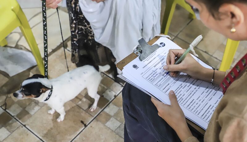 Prefeitura de Curitiba abre mais 3 mil vagas para castração gratuita de cães e gatos