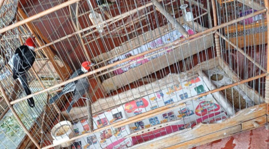 IAT apreendeu 11 pássaros criados de maneira irregular