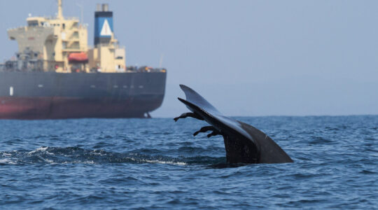 baleia versus navio