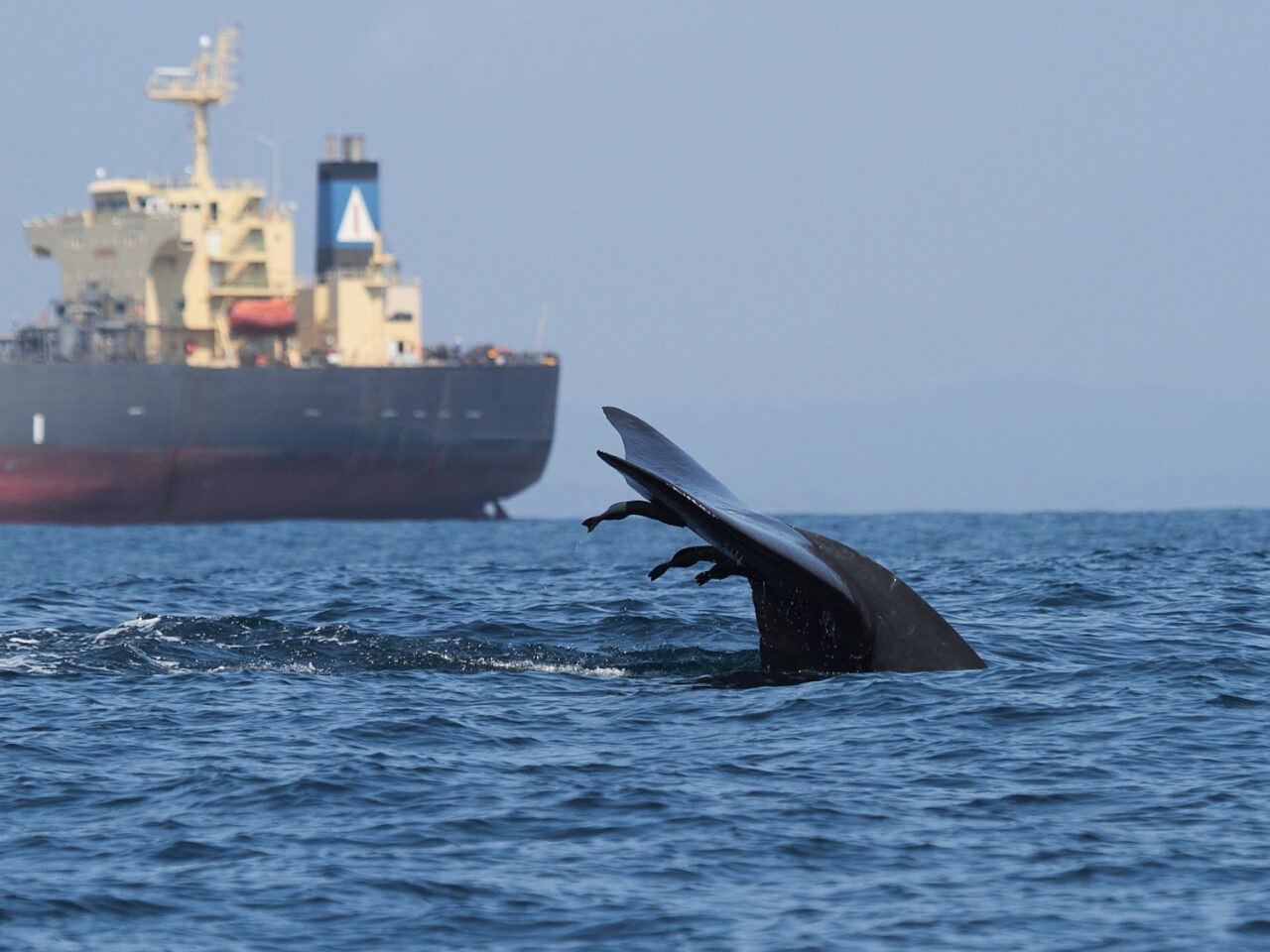 baleia versus navio