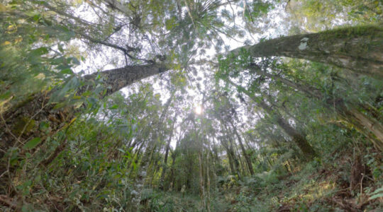 caminhos_do_peabiru_leo_05