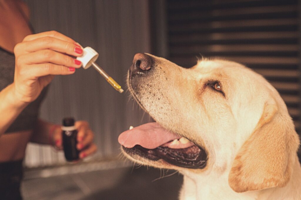 cannabis na medicina veterinária