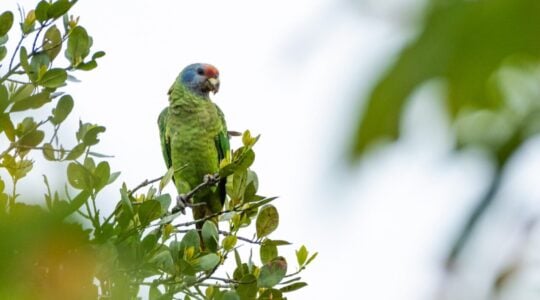 papagaio da cara roxa