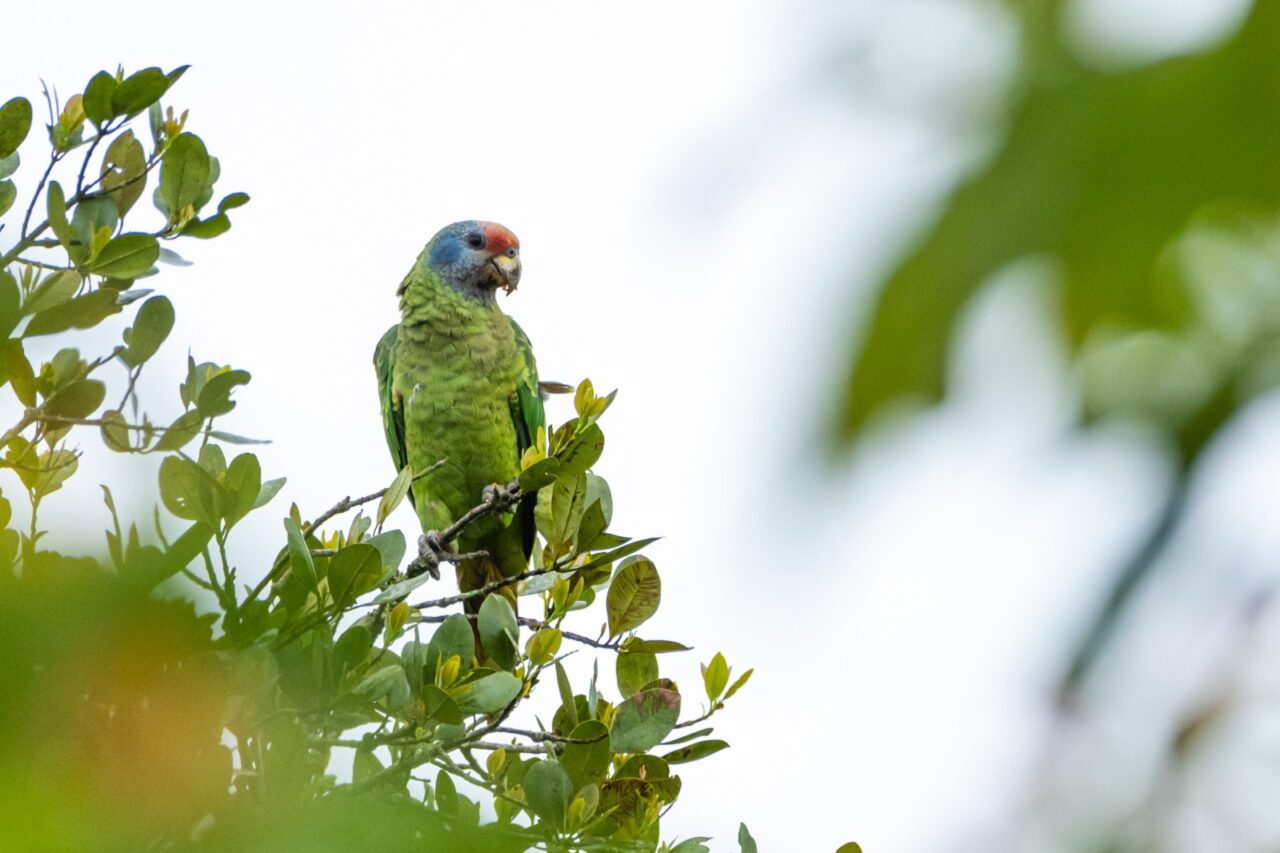 papagaio da cara roxa