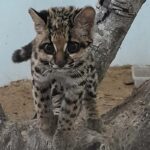IAT fecha 2024 com 3.735 atendimentos à fauna silvestre no Paraná