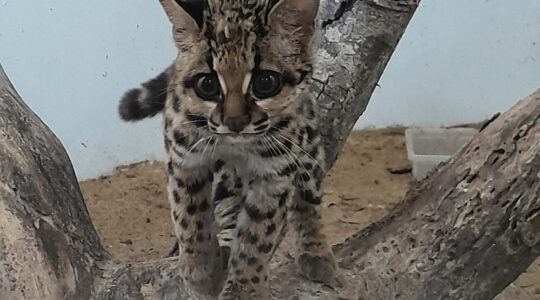 IAT fecha 2024 com 3.735 atendimentos à fauna silvestre no Paraná