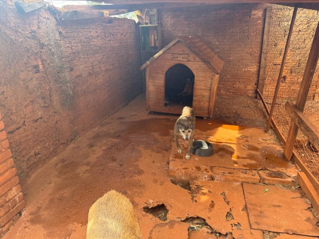 Imagem 2.6 – Baias animais