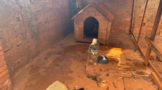 Imagem 2.6 – Baias animais