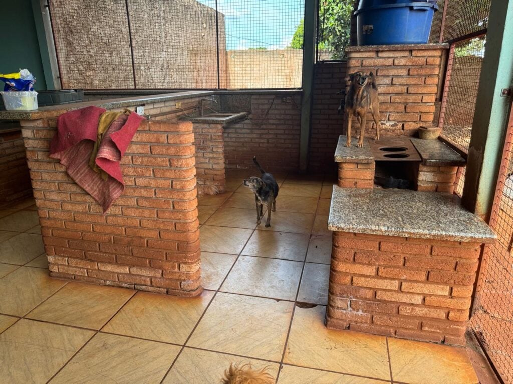 Imagem 4.2 – Abrigo animais