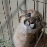 IAT fecha 2024 com 3.735 atendimentos à fauna silvestre no Paraná