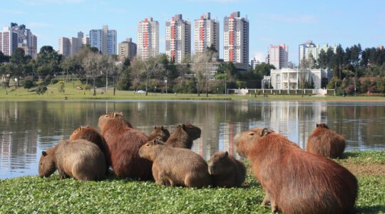 Parque Barigui_Capivaras